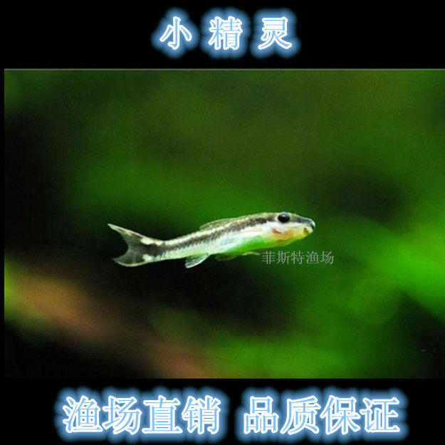 小精灵鱼 观赏鱼清道夫 小型鱼 热带鱼 除藻鱼 