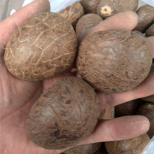 特惠 巴西象牙果带皮原果通货大果论斤促销 原料 雕刻特大新款