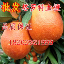 塔罗科血橙树苗 塔罗科血橙苗当年结果树苗 果树苗批发脐橙苗