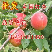 丰园红杏树苗;丰园77杏树苗 批发杏苗果树苗木 红杏苗送授粉树