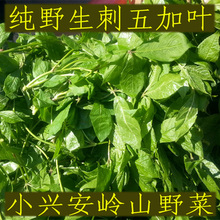 刺五加叶山野菜天然野生菜东北小兴安岭包馅凉拌野菜 19年保鲜袋