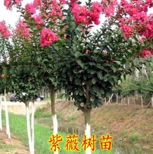 紫薇花苗 绿化苗木 百日红 紫薇树苗 红火球 红火箭 红紫薇花苗