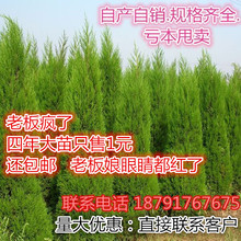 四季常青 扫墓树苗工程绿化苗木块柏蜀块桧块松柏树苗龙伯 宝塔松
