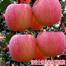 烟台苹果 山东特产年货新鲜水果10斤 红富士水晶富士 天天特价