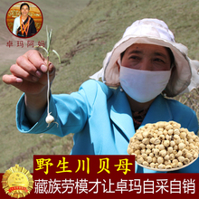 真野生卓玛阿妈精选贝母正品 川贝 野生特级四川贝母中药材松贝50g