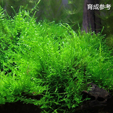 莫斯三角moss垂泪摩丝鱼缸水草活体莫丝前景草绑沉木造景装 散装