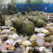 冷水除藻类螺淡水活体大型水草缸吃藻螺原生工具螺观赏螺鱼缸清洁