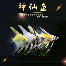 神仙鱼苗秘鲁神仙鱼熊猫神仙鱼斑马神仙黑神仙观赏鱼小型鱼热带鱼