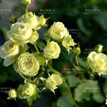 庭院阳台花卉盆栽灌木月季花苗大花月季奶油龙沙四季开花盆栽植物