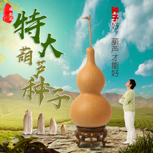 特大巨型天然超大葫芦种子庭院阳台种植特小文玩手捻小葫芦籽种子