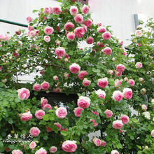 粉色龙沙宝石月季花欧月藤本月季粉龙爬藤月季苗多花蔷薇苗