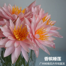 热卖 8支 订阅鲜花速递全国稀有香槟重瓣睡莲花办公室家庭插花特价