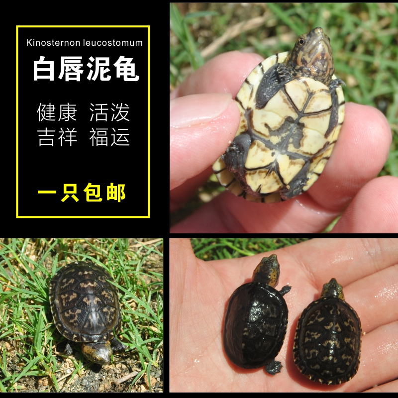 白唇蛋龟_特价|包邮_龟宠物活体,活体陆龟乌龟宠物龟多效面膜