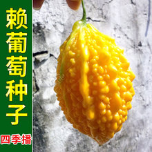 金铃子赖葡萄金癞瓜种子种籽苗四季金玲子小苦瓜盆栽蔬菜孑癞苗子