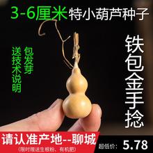 天然特大特小中号亚腰葫芦种子美国铁包金手捻葫芦籽八宝葫芦种子