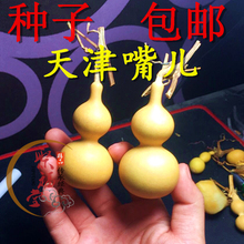 天津嘴儿手捻葫芦种子长嘴儿葫芦种子小亚腰葫芦种子3 9厘米 包邮