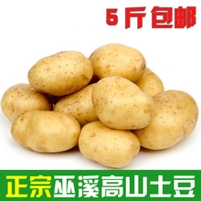巫溪洋芋新鲜农户家自种