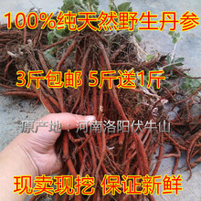 包邮 野生新鲜紫花丹参红参血参茶新货现卖现挖三斤 农户采挖中药材