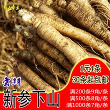 1条长白山当地正宗园参吉林抚松人参支持大量订购 现挖新鲜人参1元