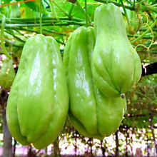 包邮 贵州惠水佛手瓜洋瓜丰收瓜倭瓜寿瓜农家自种子新鲜蔬菜5斤装
