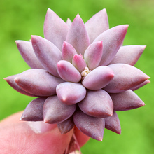中高端品种 状态好 婴儿手指杂交 多肉植物 5cm 红蜻蜓4 花匠多肉