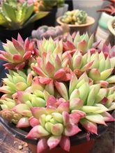 正版红蔓莲非普通蔓莲多肉植物保证对版一物一拍大棚直销造景状态