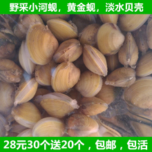 野采野生观赏螺河蚬活体小河蚌黄金蚬淡水贝壳活体溪蚬小河蚌包活