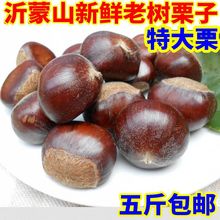包邮 2018新货上市老树栗子生板栗油栗新鲜板栗特大栗500g五件