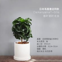 茑屋書店同款 9yard玖号院子卷叶密叶龙血树 植物盆栽栽好发送