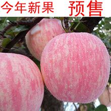 包邮 栖霞苹果新鲜水果鲜果烟台时令生态特产山东红富士85果5斤