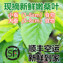 包邮 顺丰空运现摘新鲜桑叶大小蚕宝宝食物天然口粮农家自种无污染