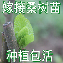 嫁接桑椹树可盆栽 桑葚苗果桑树桑苗 长新鲜桑叶养蚕宝宝 桑树苗