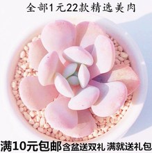 植物室内 肉嘟嘟 含盆送土 肉肉 清仓 1元 包邮 多肉植物批发