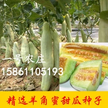 羊角酥 四季播瓜果种 香瓜种子 羊角蜜甜瓜种子羊角脆 大面积种植