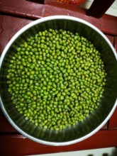 大颗粒绿豆糕 东北豆粥汤 绿豆 五谷杂粮500g