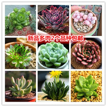 种多肉植物盆栽组合新手室内盆栽花卉 虹之玉多肉新品 多肉植物