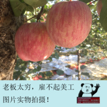 包邮 山东烟台苹果水果新鲜苹果85MM富硒红富士5斤装 昆嵛街