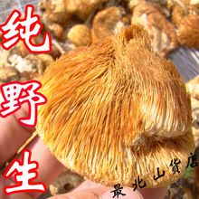 树上站干新鲜 东北野生大兴安岭特级1斤 大个纯野生猴头菇干货新