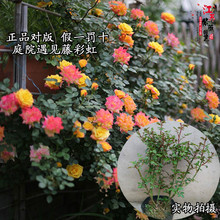 藤彩虹月季盆栽庭院攀援藤本月季苗粉龙沙宝石爬藤月季花苗大游行