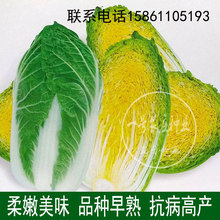 包邮 棵棵18斤夏季蔬菜耐根肿耐热 紫色东北大白菜籽种子四季播