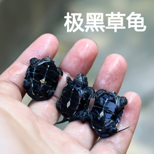 萍子 2018年外塘中华草龟锦集金线黑墨草极黑金宠物龟活体乌龟
