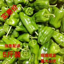 5斤现摘新鲜靑辣椒农家自种薄皮椒微辣芜湖椒虎皮椒新鲜蔬菜包邮