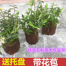 三年木桩仿野生苗石斛盆栽15 雁荡山铁皮石斛苗鲜条枫斗种苗 20株