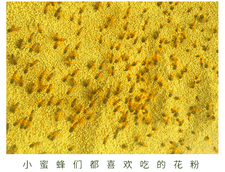 包邮蜜蜂饲料花粉 喂蜂花粉养蜂用油菜杂粉蜂