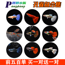 包邮 孔雀鱼七彩凤尾小型热带淡水观赏宠物鱼成鱼可繁殖 买1对送1对
