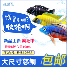 包邮 包活 热带鱼观赏鱼活体淡水三湖慈鲷亚成鱼大马鲷南美慈鲷