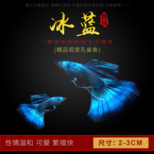 店铺推荐 包邮 淡水小型热带观赏鱼冰蓝孔雀鱼蓝礼服凤尾鱼包活体满