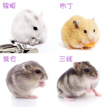 仓鼠活体宝宝金丝熊宠物银狐紫仓三线布丁仓鼠幼崽一只情侣小宠物
