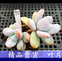 多肉叶片多肉植物泡泡糖红蜻蜓雪美人糖果美人爱神白露冰山洛神