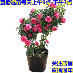 淘宝直播教程书籍淘宝直播主播修炼手册书籍淘